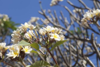 güzel tropik çiçekler