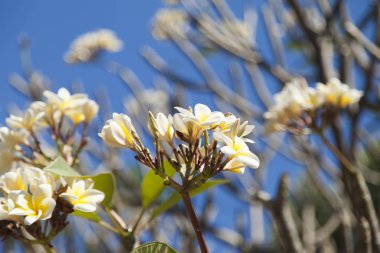 güzel tropik çiçekler