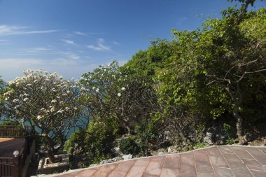 güzel tropik çiçekler