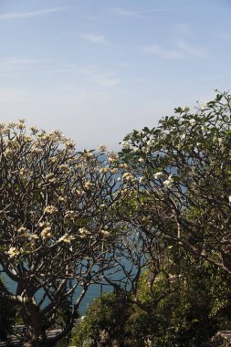 güzel tropik çiçekler