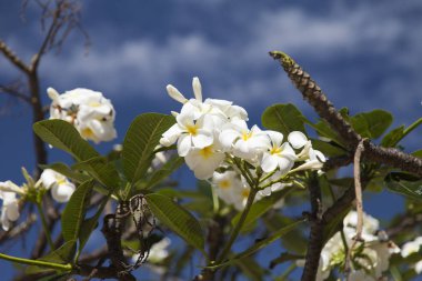 güzel tropik çiçekler