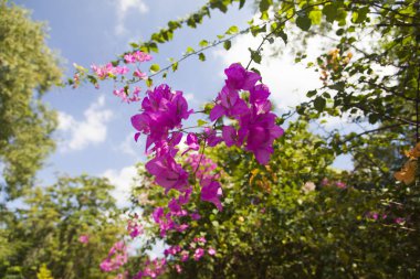 güzel tropik çiçekler