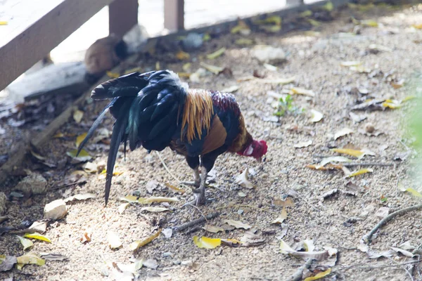 Gallo in vacanza — Foto Stock