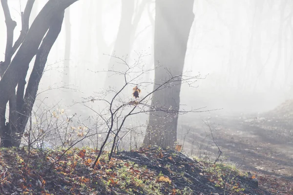 Fog in the wood — Stock Photo, Image