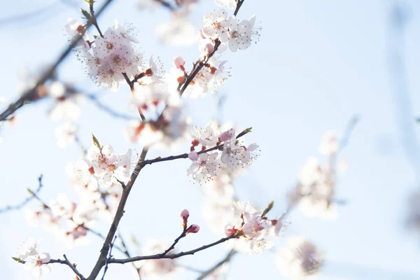 Baum in voller Blüte — Stockfoto