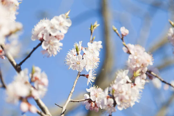 Árbol en flor —  Fotos de Stock