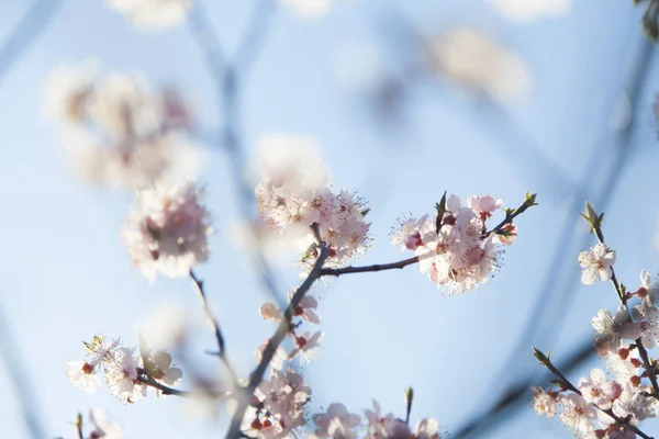 Copac în floare — Fotografie, imagine de stoc