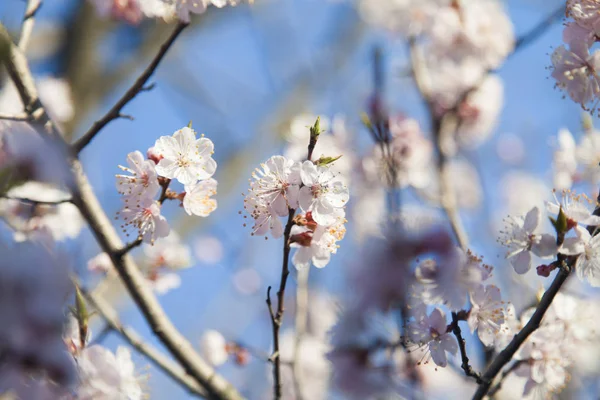 Ağaç çiçek — Stok fotoğraf