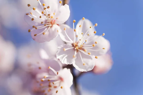 Árbol en flor —  Fotos de Stock