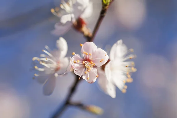 Árbol en flor —  Fotos de Stock