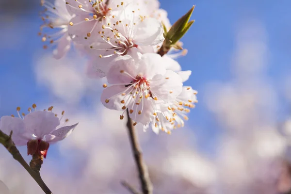 Árbol en flor —  Fotos de Stock