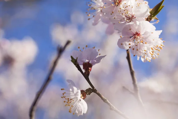 Árbol en flor —  Fotos de Stock