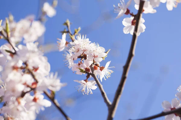 Ağaç çiçek — Stok fotoğraf