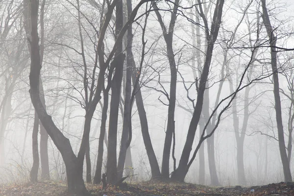 Kabut di hutan Stok Gambar