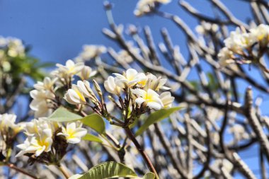 güzel tropik çiçekler