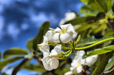 güzel tropik çiçekler