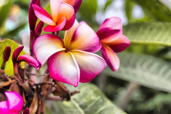 Güzel tropik çiçekler — Stok fotoğraf