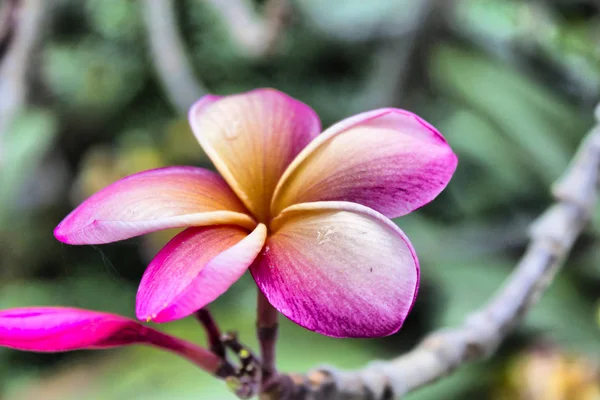 Mooie tropische bloemen — Stockfoto