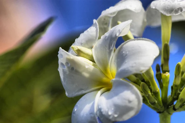 Bloemen na een regen — Stockfoto