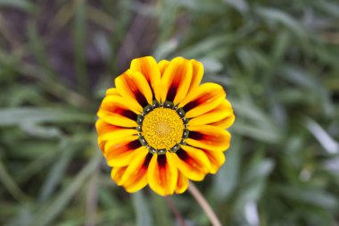 güzel bir sonbahar çiçek