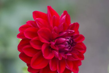 güzel bir sonbahar çiçek