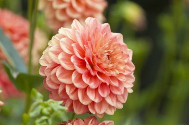 güzel bir sonbahar çiçek