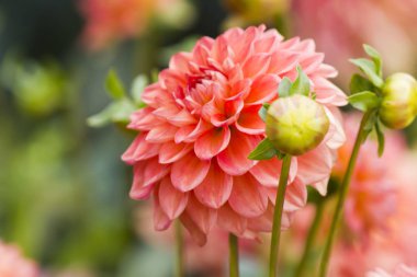 güzel bir sonbahar çiçek