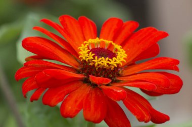 güzel bir sonbahar çiçek