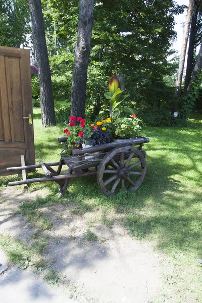 Schöne Herbstblume — Stockfoto