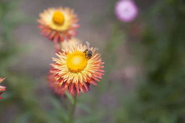 Beautiful autumn flower — Stock Photo, Image