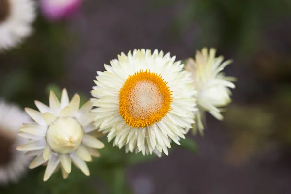Красивый осенний цветок — стоковое фото