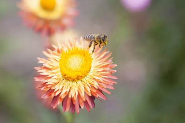 Beautiful autumn flower — Stock Photo, Image