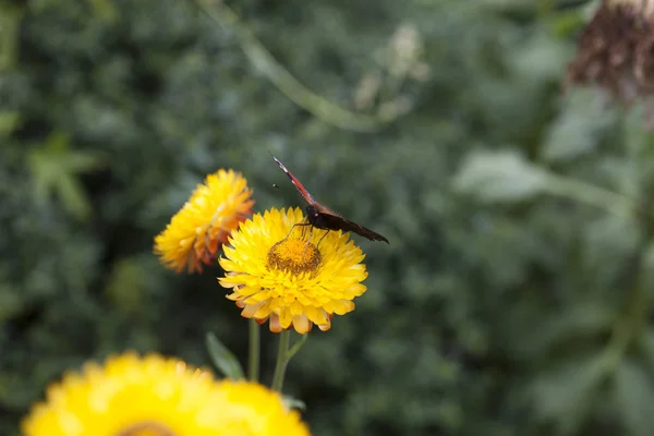 Papillon sur une fleur — Photo