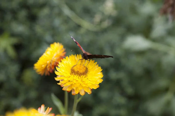 Fjäril på en blomma — Stockfoto