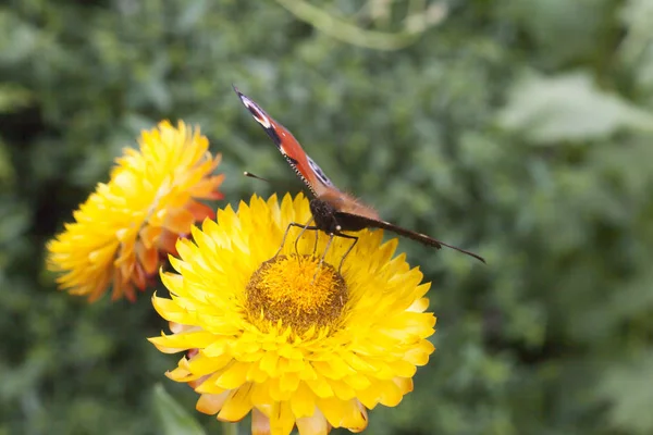 Fjäril på en blomma — Stockfoto