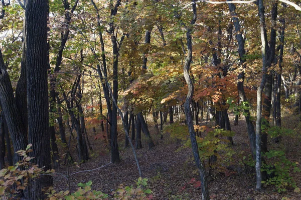 Fall in the wood — Stock Photo, Image