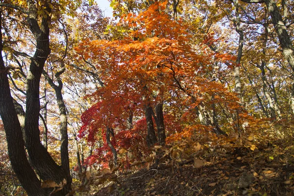 Caduta nel bosco — Foto Stock