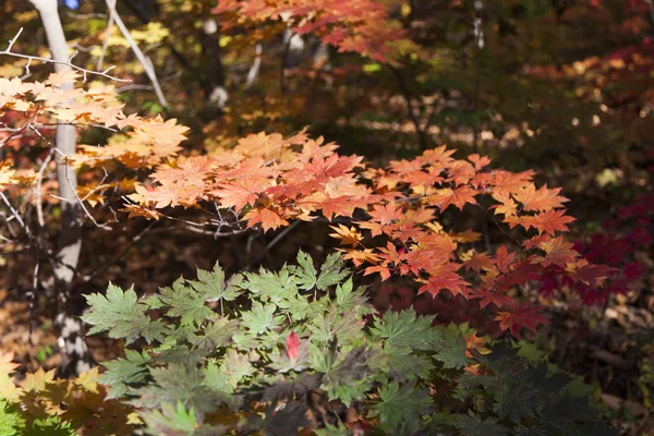 Caída en el bosque — Foto de Stock