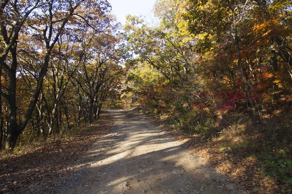 Fall in the wood — Stock Photo, Image