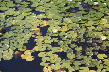 Nilüferler bir havuzda