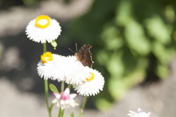 Fjäril på en blomma — Stockfoto