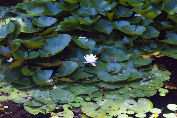 Водяные лилии в пруду — стоковое фото