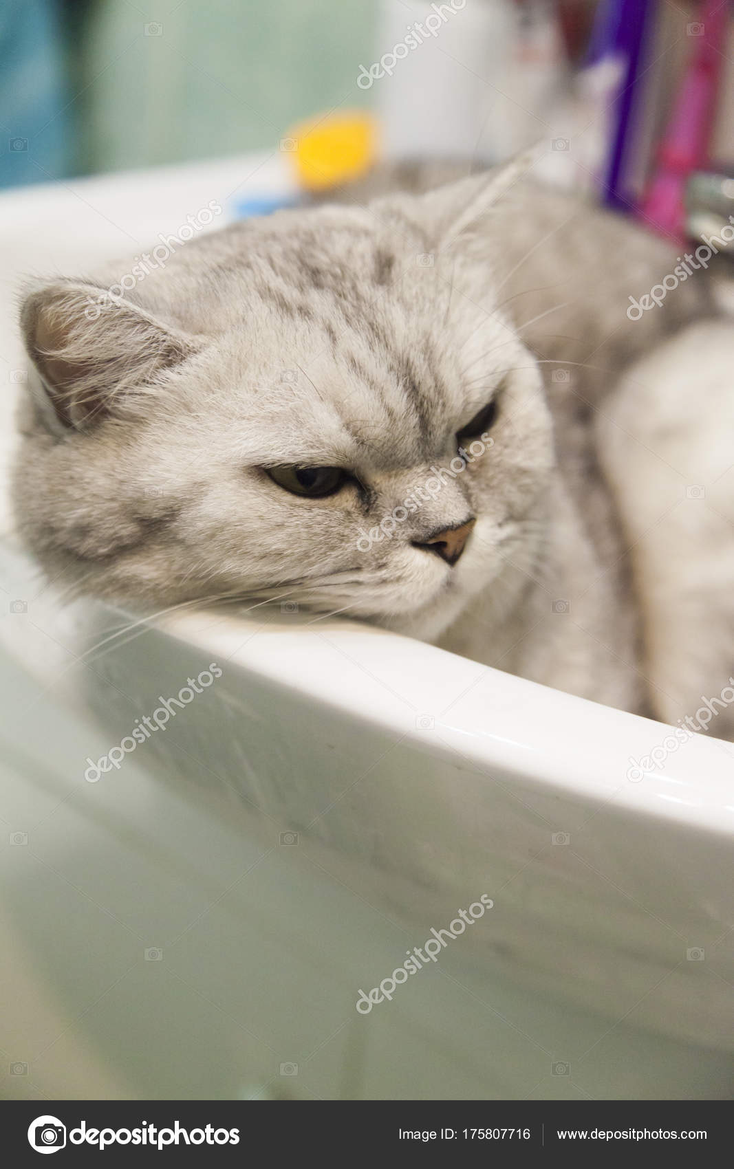 水槽里的猫 图库照片 C Selezenj13 水槽里的猫 图库照片 C Selezenj13