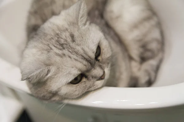 Katze im Waschbecken — Stockfoto