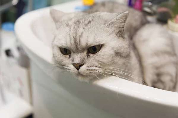 Gato em uma pia — Fotografia de Stock