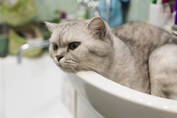 Gato em uma pia — Fotografia de Stock