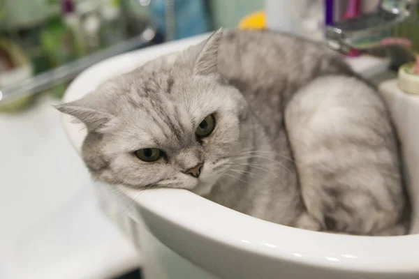 Кот в раковине — стоковое фото