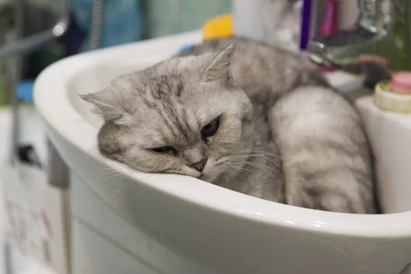 Gato en un fregadero — Foto de Stock