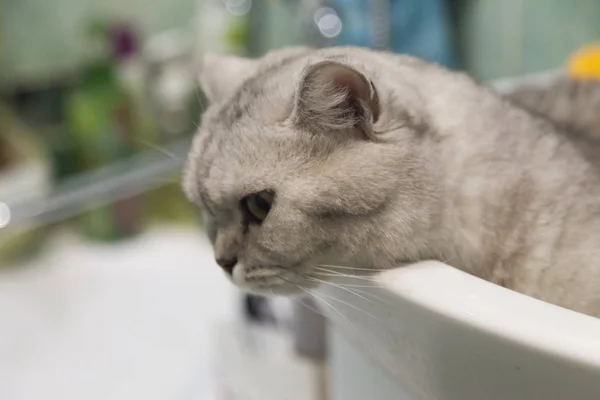 Кот в раковине — стоковое фото