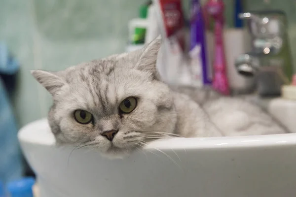 Gato en un fregadero — Foto de Stock